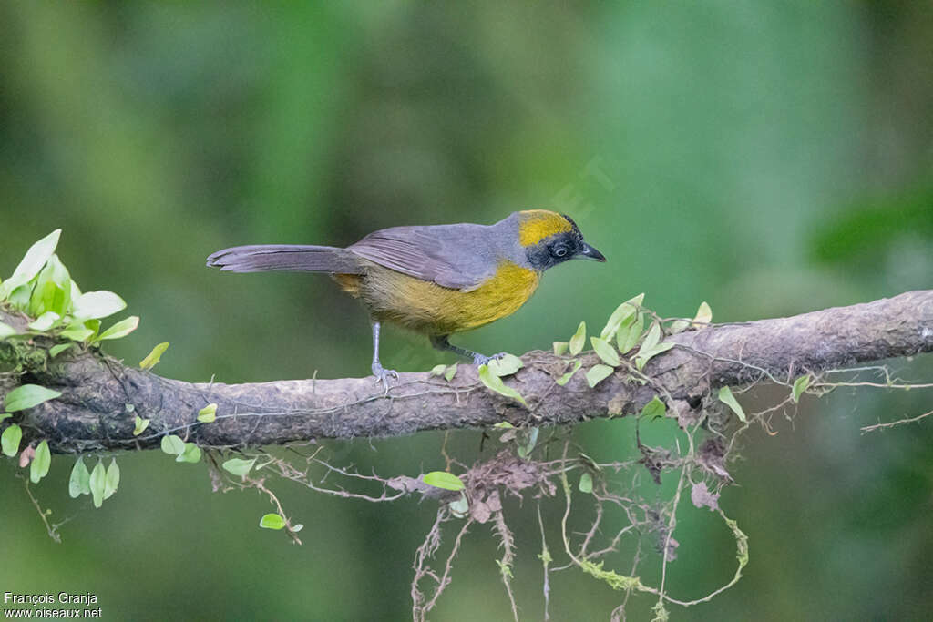 Dusky-faced Tanageradult, pigmentation, fishing/hunting