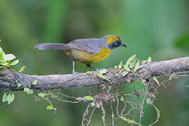 Dusky-faced Tanager