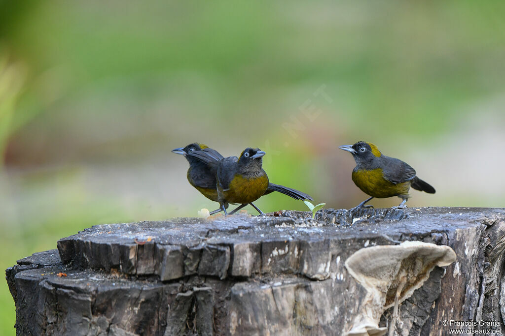 Dusky-faced Tanager