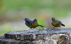 Dusky-faced Tanager