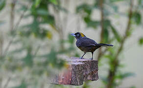 Dusky-faced Tanager