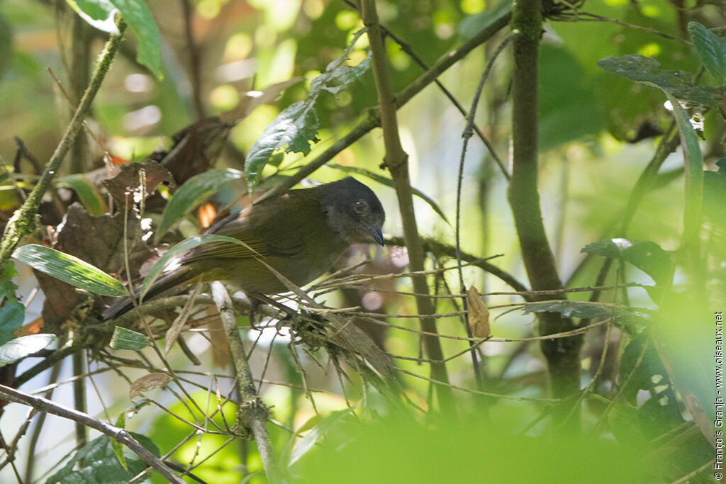 Dusky Bush Tanager