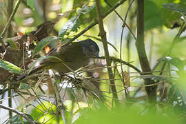 Dusky Bush Tanager