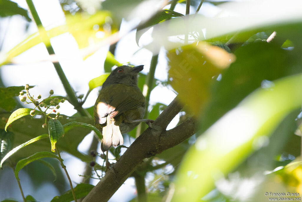 Dusky Bush Tanager