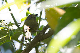 Dusky Bush Tanager