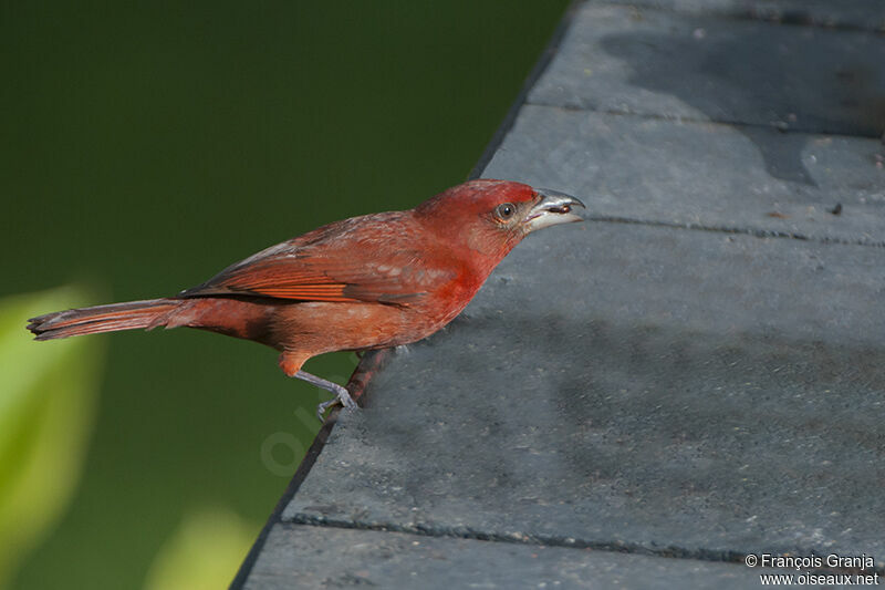 Red Tanageradult