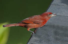 Red Tanager