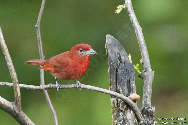 Red Tanageradult