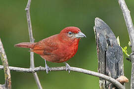 Red Tanager