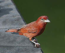 Red Tanager