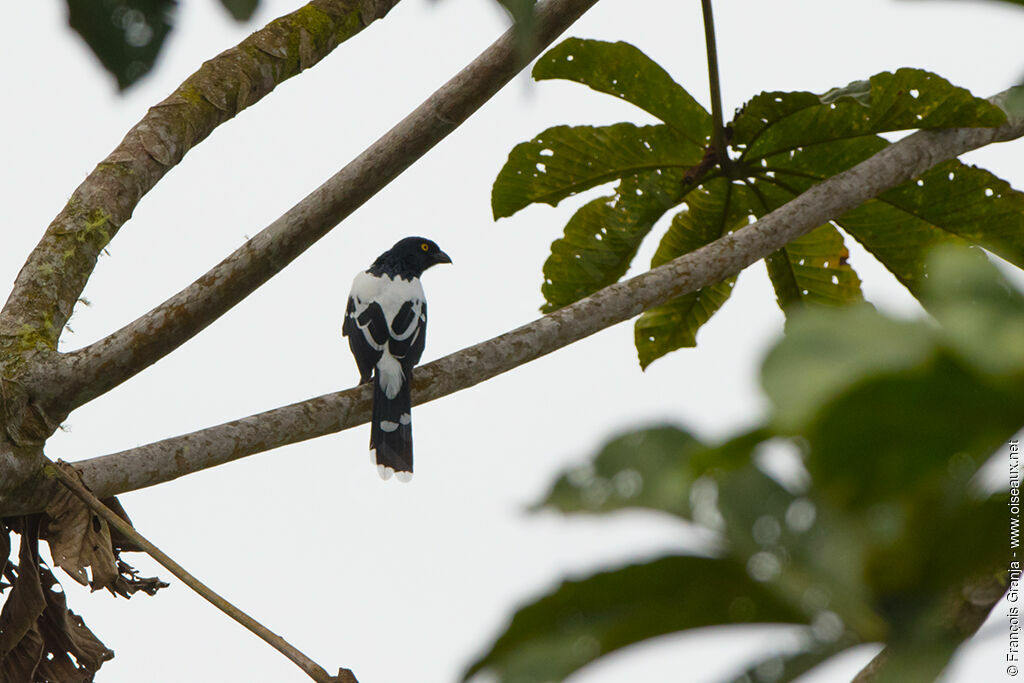 Magpie Tanager