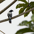 Tangara pillurion