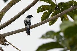 Magpie Tanager