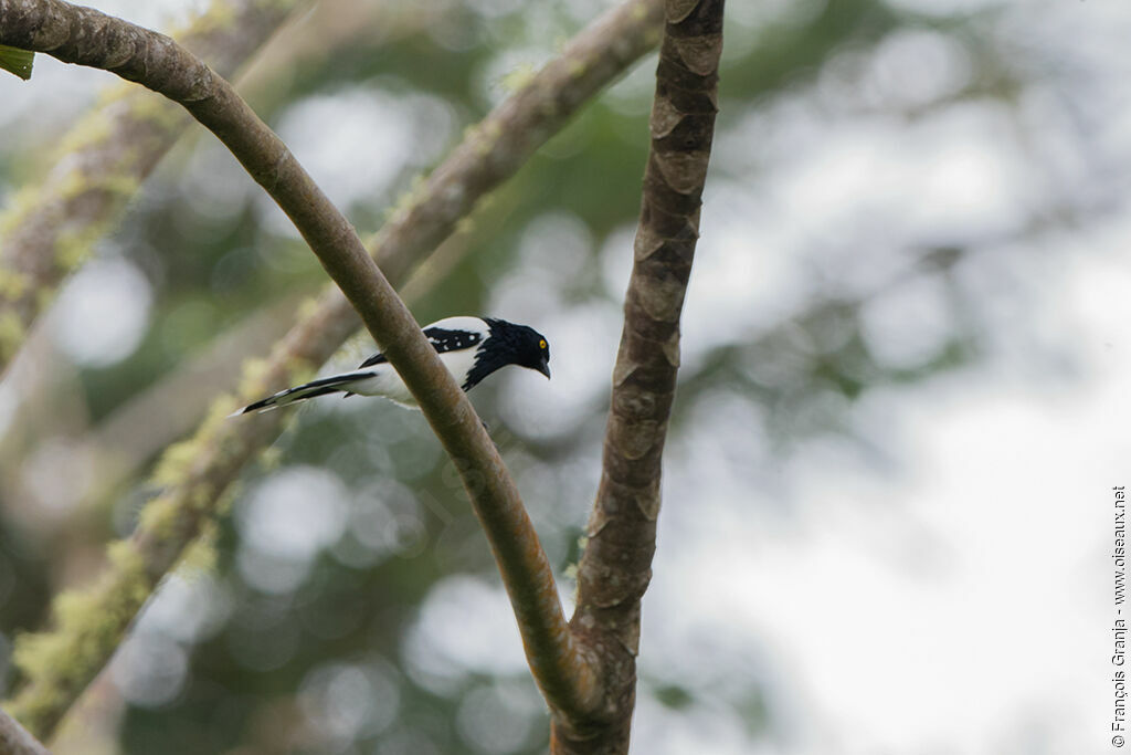 Magpie Tanager