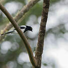 Tangara pillurion