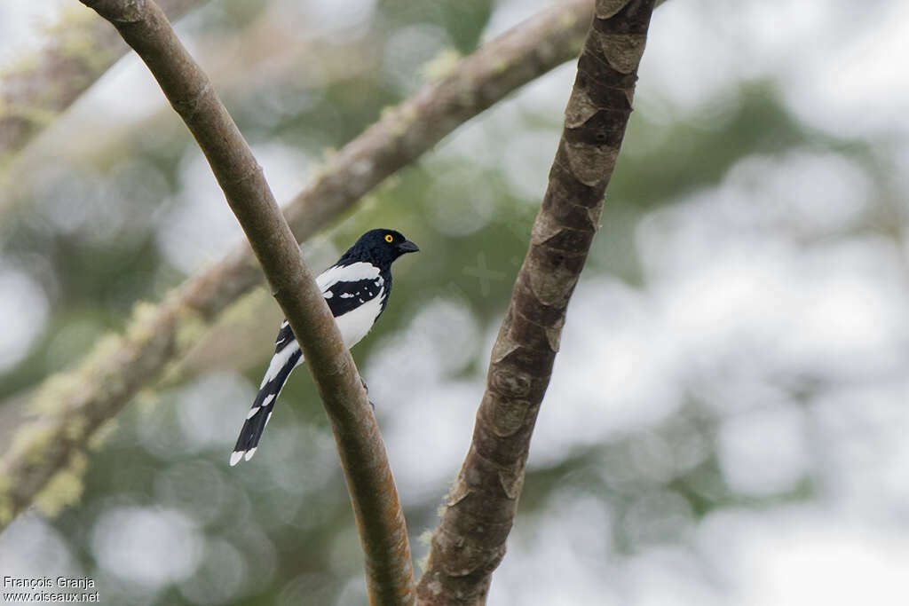 Magpie Tanageradult, identification