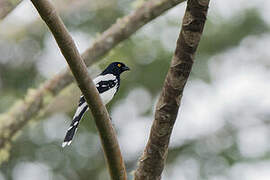 Magpie Tanager