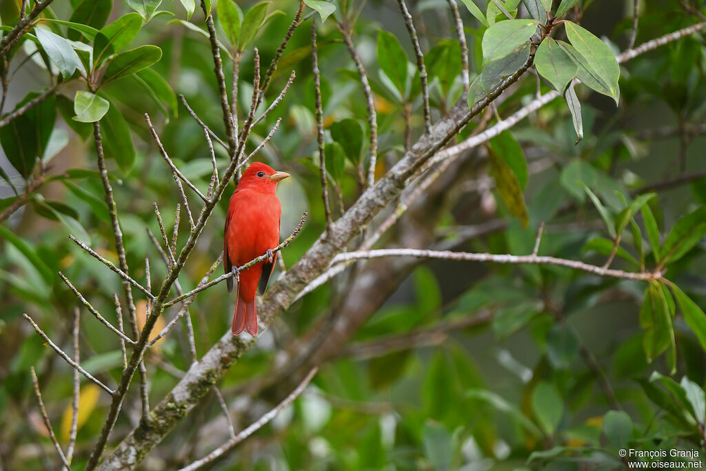 Summer Tanager male