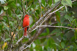 Summer Tanager