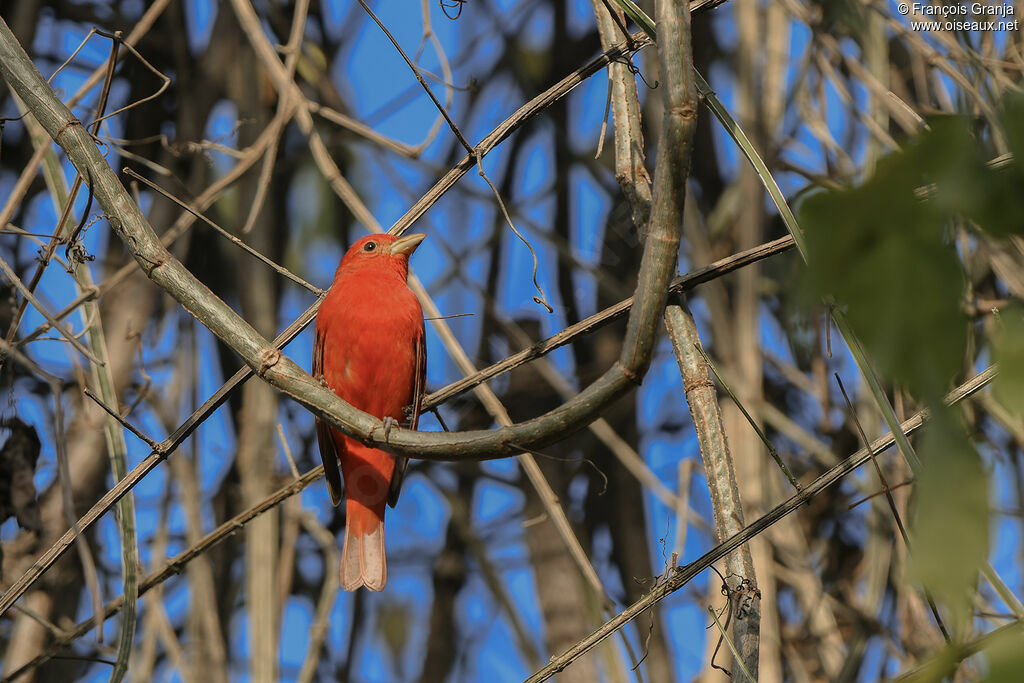 Tangara vermillon