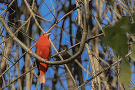 Summer Tanager