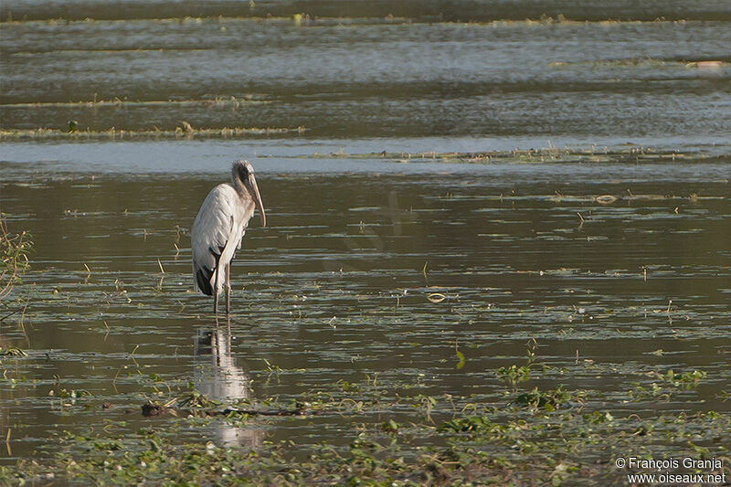 Wood Storkadult