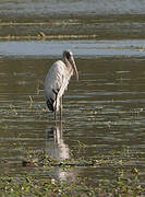 Wood Stork