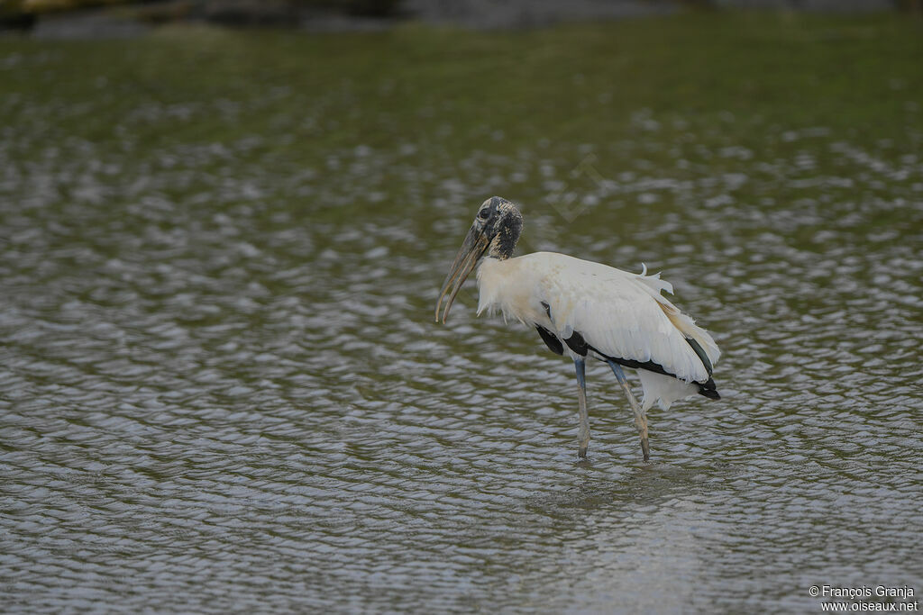 Wood Stork