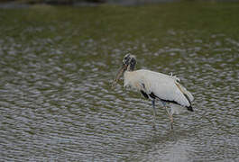 Wood Stork