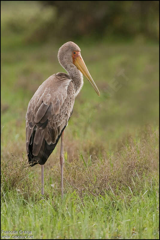 Tantale ibisjuvénile, identification