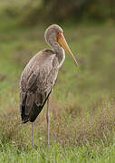 Yellow-billed Stork