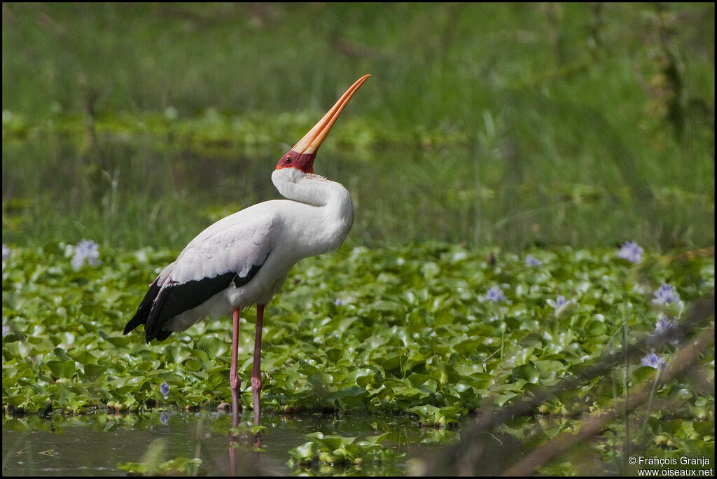 Yellow-billed Storkadult