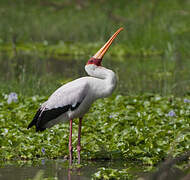 Yellow-billed Stork