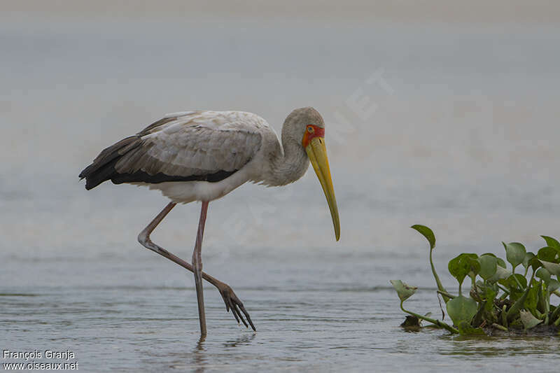 Yellow-billed Storkimmature