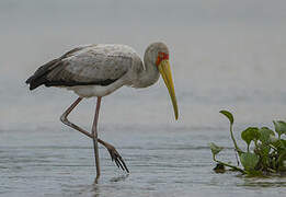 Yellow-billed Stork