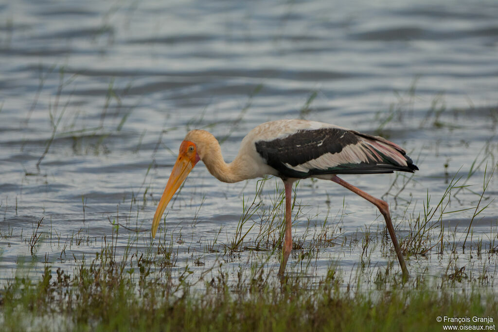 Painted Stork