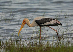 Painted Stork