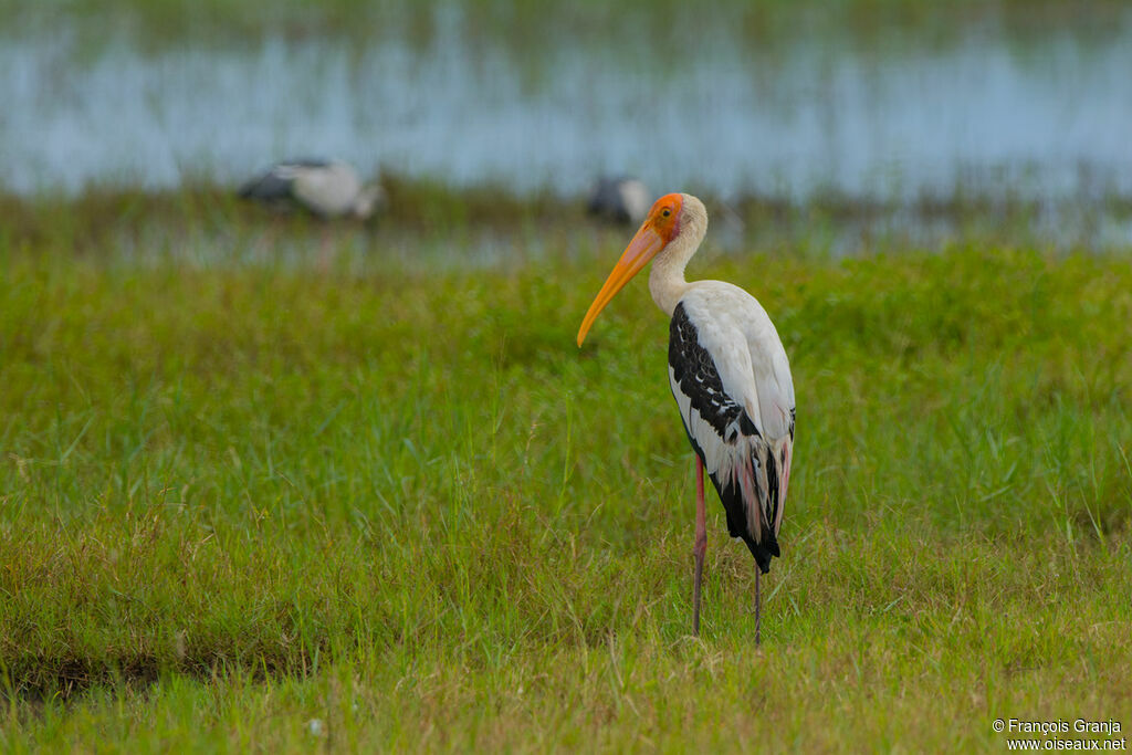 Painted Stork