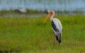 Painted Stork