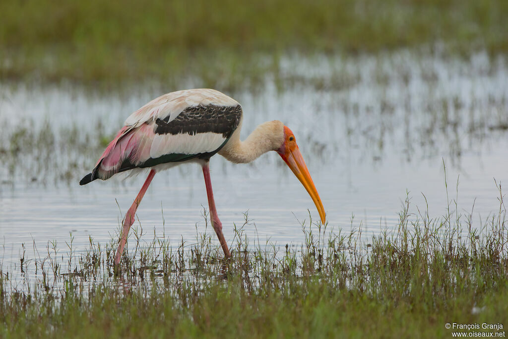 Painted Stork