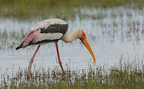 Painted Stork