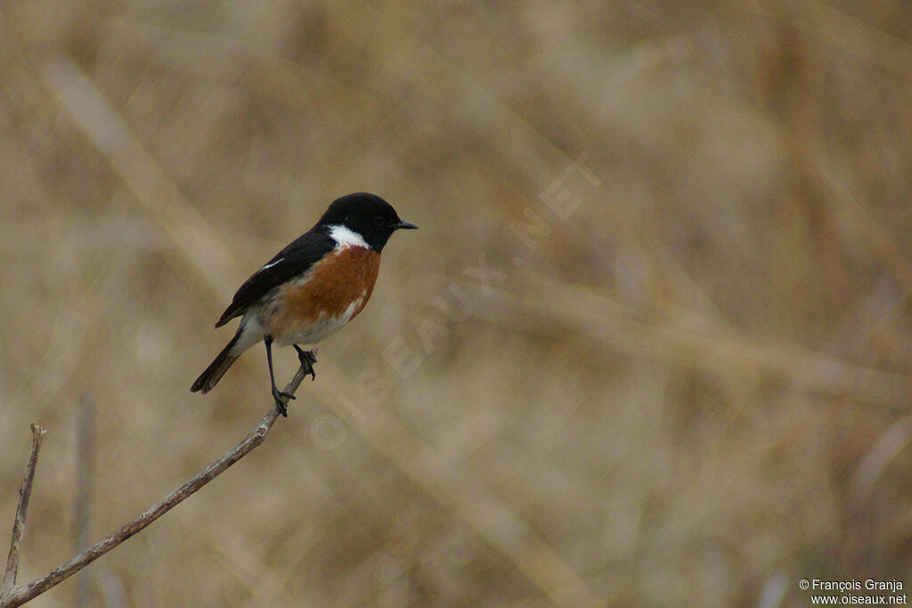 African Stonechat male adult