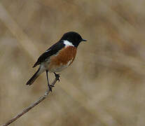 African Stonechat