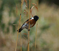 African Stonechat