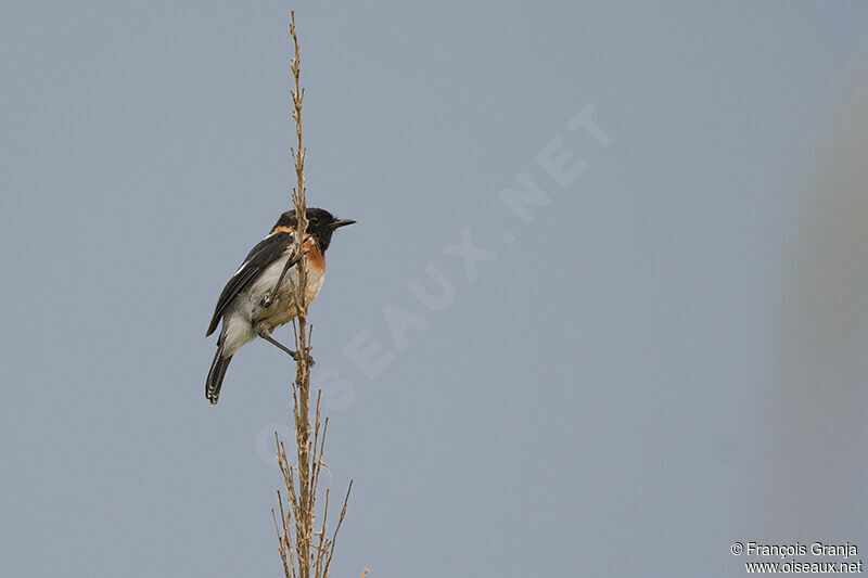 African Stonechatadult