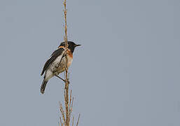 African Stonechat