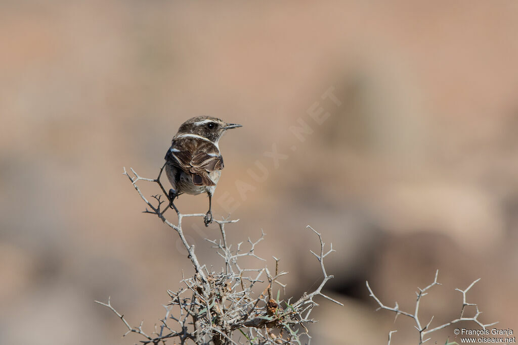 Canary Islands Stonechat male