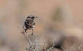 Canary Islands Stonechat