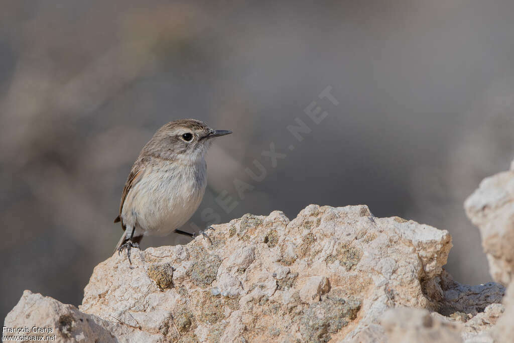 Tarier des Canaries femelle adulte, habitat, pigmentation