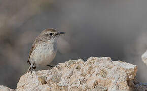 Canary Islands Stonechat